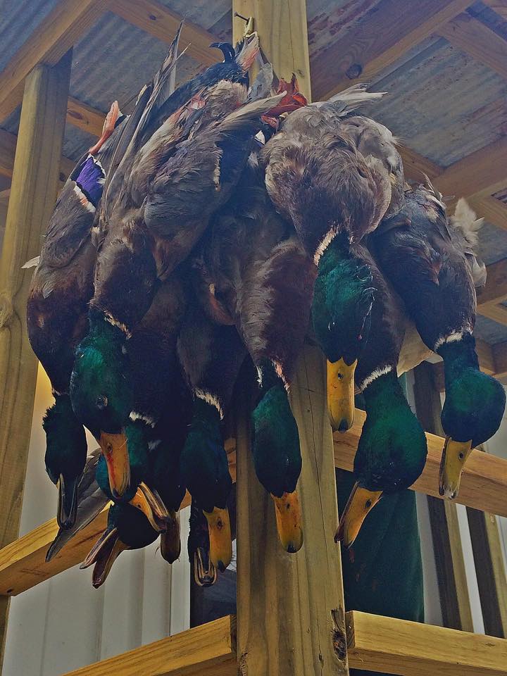 Linden Plantation Mississippi Duck Hunting Ramsey Russell's