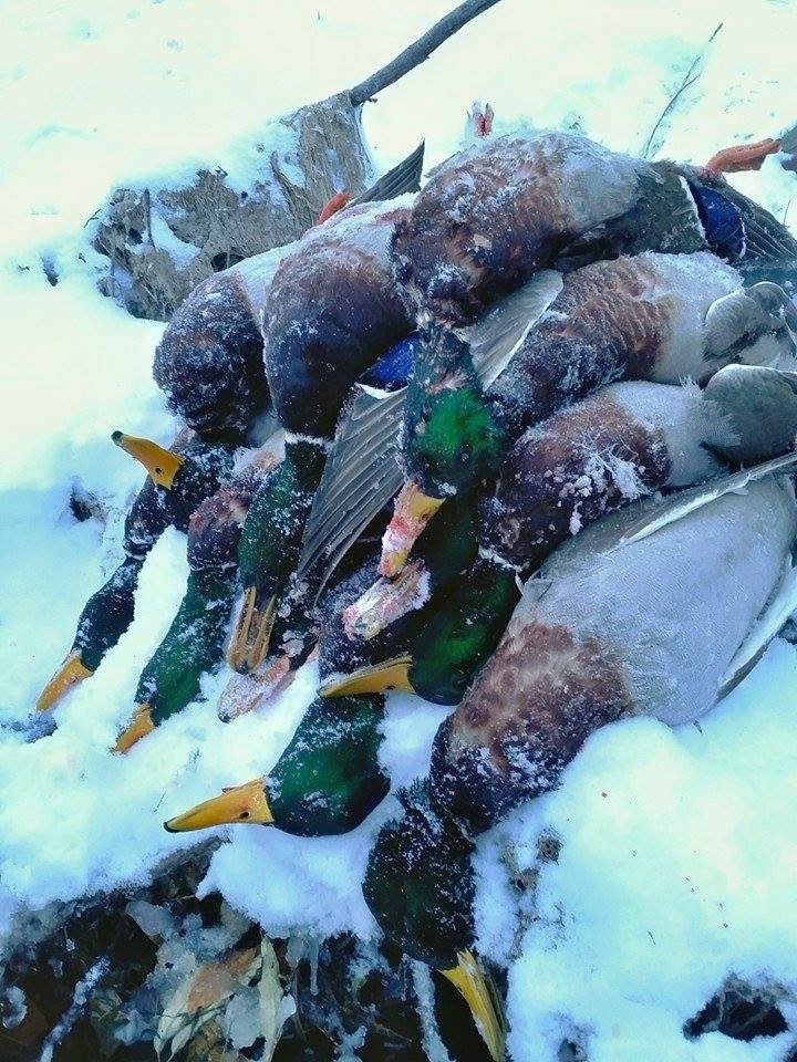 Montan Duck Hunting 1575 Ramsey Russell s GetDucks montan-duck-hunting-1575-ramsey-russell-s-getducks