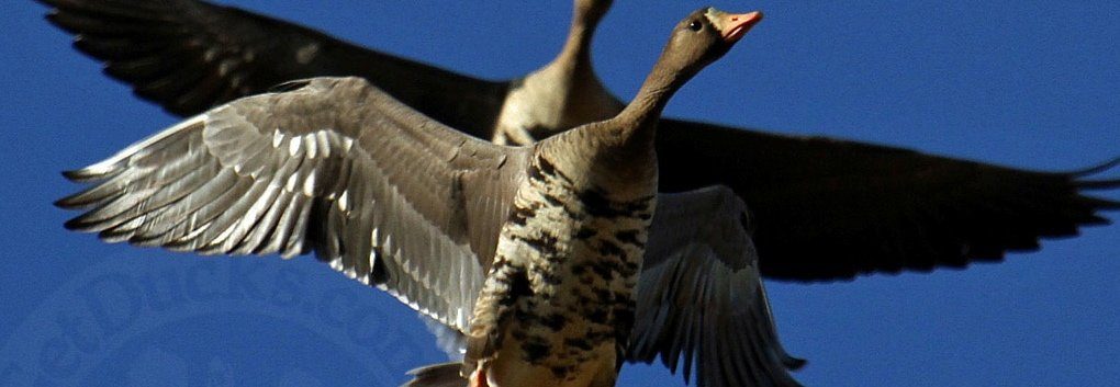 White Fronted Specklebelly Goose Hunting