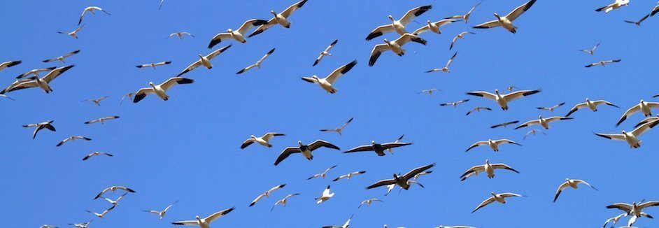 North Dakota Snow Goose Hunting