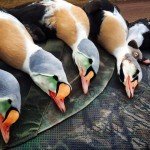 Alaska King Eider Hunting