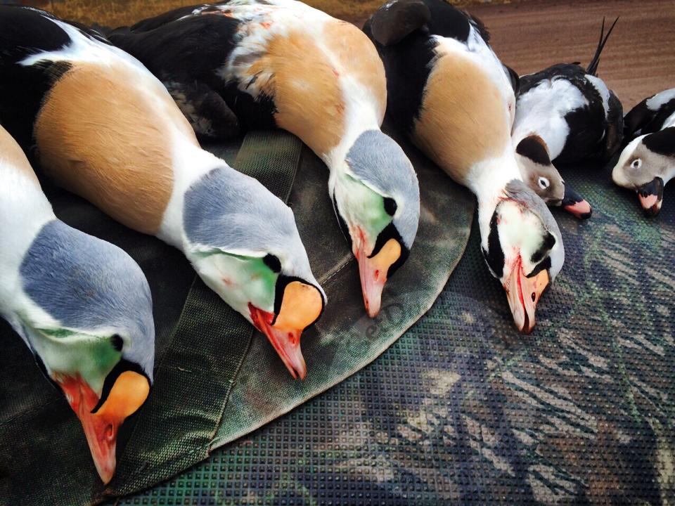 Alaska King Eider Hunting