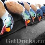 Alaska King Eider Hunting