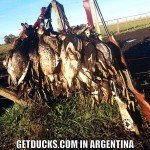 Las Flores Argentina Duck Hunting