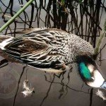 Las Flores Argentina Duck Hunting