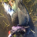 Rio Salado Argentina Duck Hunting