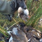 Rio Salado Argentina Duck Hunting