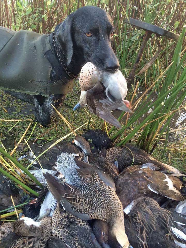 Rio Salado Argentina Duck Hunting