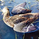 Rio Salado Argentina Duck Hunting