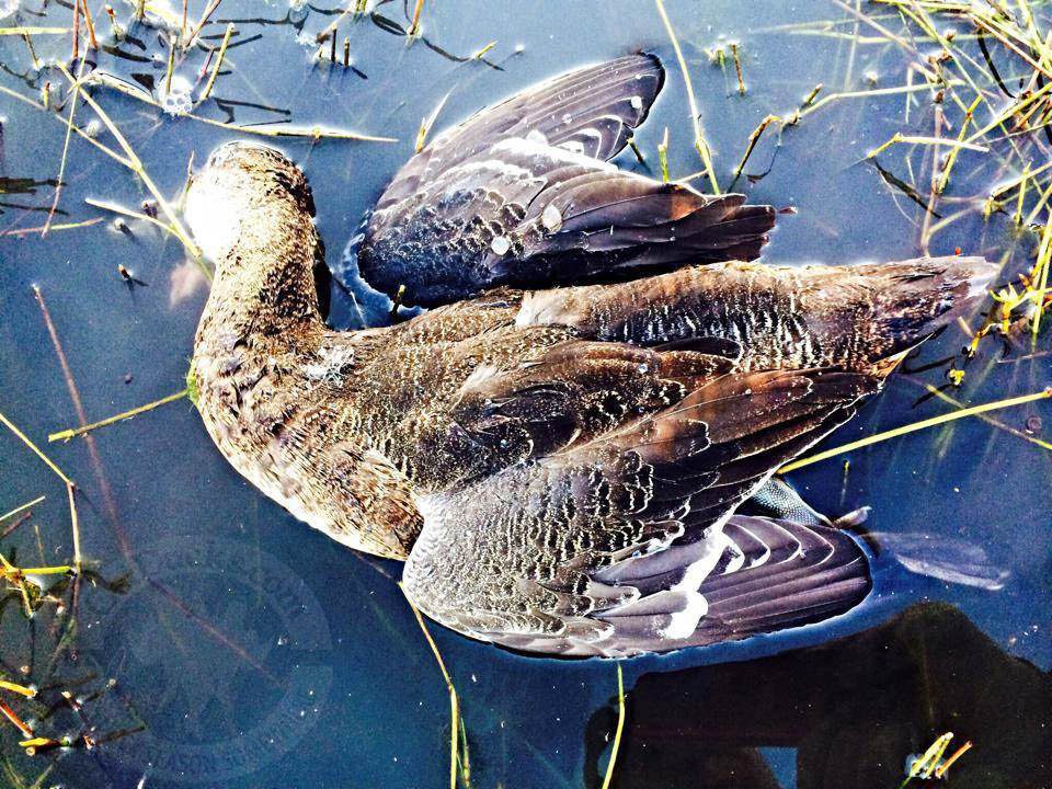 Rio Salado Argentina Duck Hunting