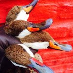 Rio Salado Argentina Duck Hunting
