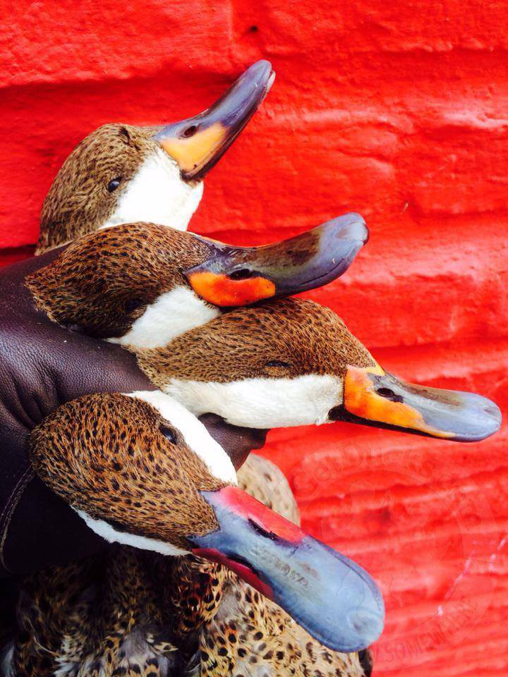 Rio Salado Argentina Duck Hunting