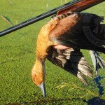 Rio Salado Argentina Duck Hunting