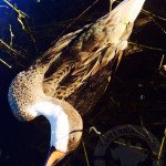 Rio Salado Argentina Duck Hunting