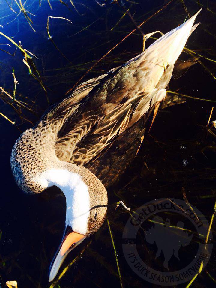 Rio Salado Argentina Duck Hunting