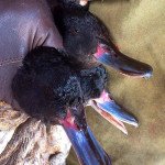 Rio Salado Argentina Duck Hunting