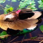 Rio Salado Argentina Duck Hunting