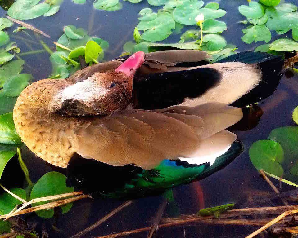 Rio Salado Argentina Duck Hunting