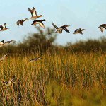 Rio Salado Argentina Duck Hunting