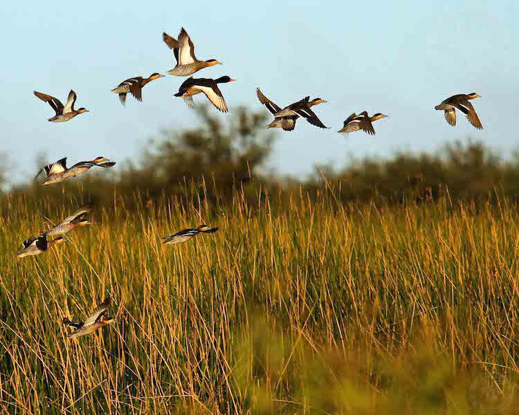 Rio Salado Argentina Duck Hunting