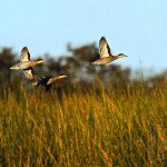 Rio Salado Argentina Duck Hunting