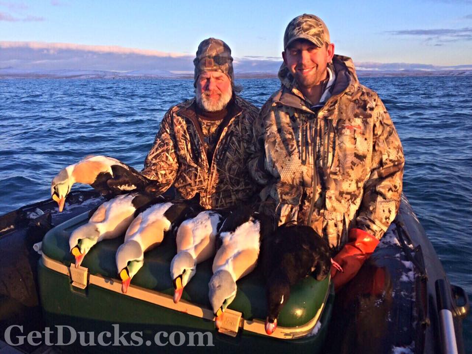 alaska king eider hunting