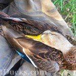 Mexican Mallard