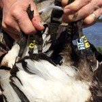 Mexico Brant Hunting Bands