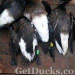 Mexico Brant Hunting