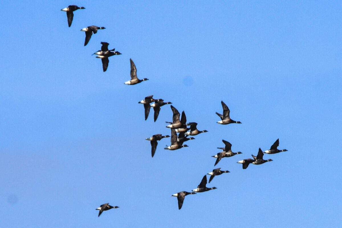 Obregon Mexico Brant Hunting