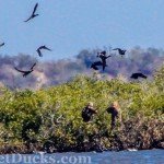 Obregon Mexico Brant Hunting