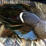 Mazatlan Mexico Blue Winged Teal Hunting