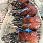 Mexico Cinnamon Teal Hunting