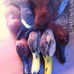 Obregon Mexico Duck Hunt