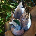 Mexico Wigeon Duck Hunting