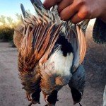 Mexico Quail Hunting