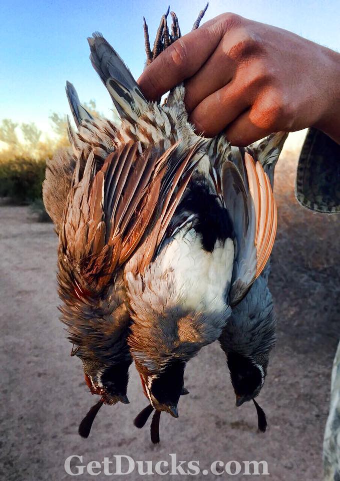 quail hunting pants