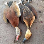 Obregon Mexico Duck Hunting