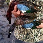 Obregon Mexico Brant Hunting