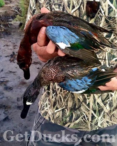 mexico duck hunt