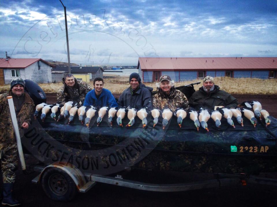 alaska king eider hunting