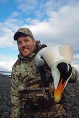 pacific eider hunting in Alaska