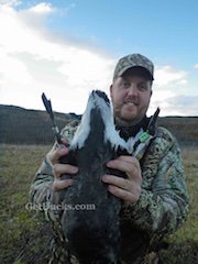 Alaska brant hunting
