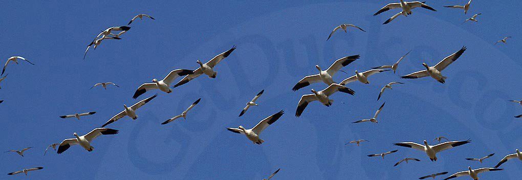 Texas Goose Hunting