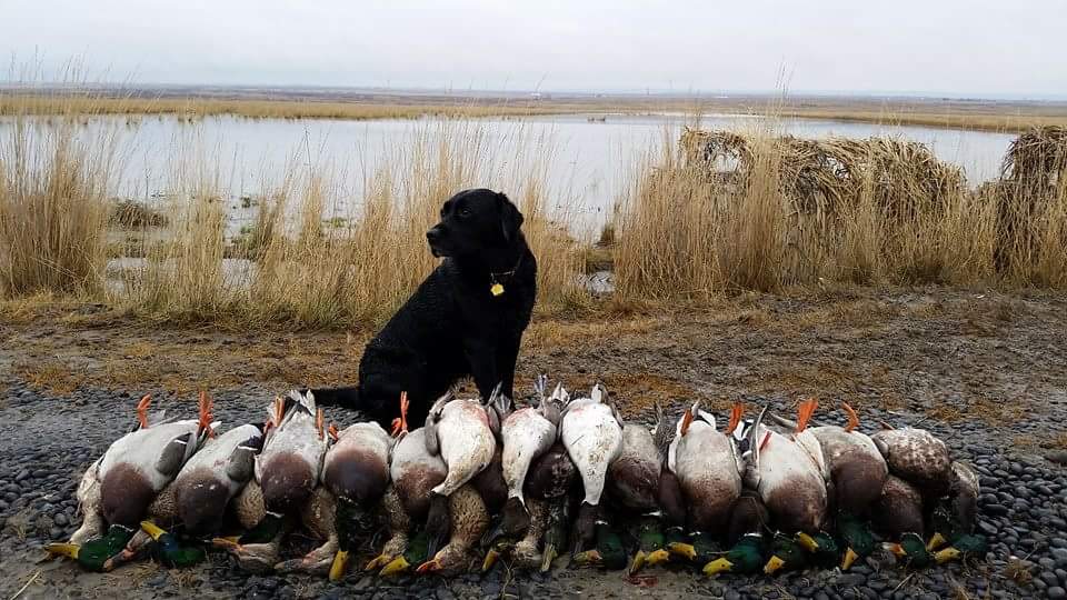 washington duck hunting4614652 Ramsey Russell's
