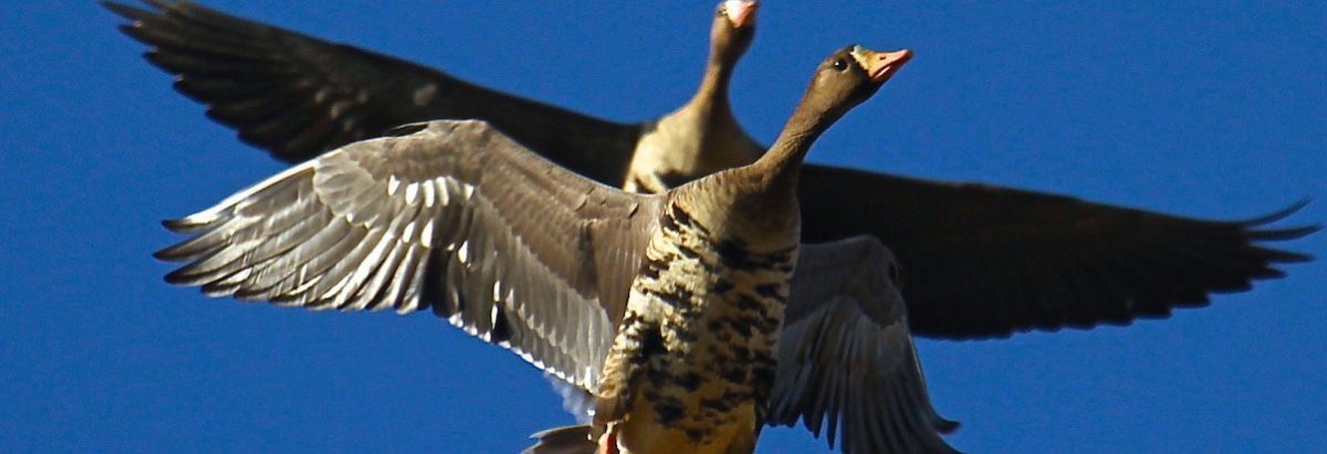 Snow Goose Hunting