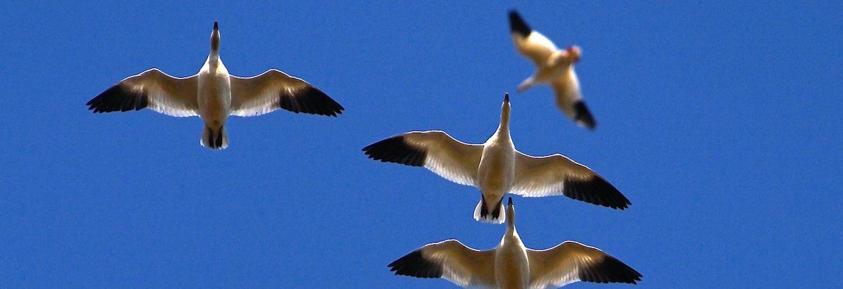 Snow Goose Hunting