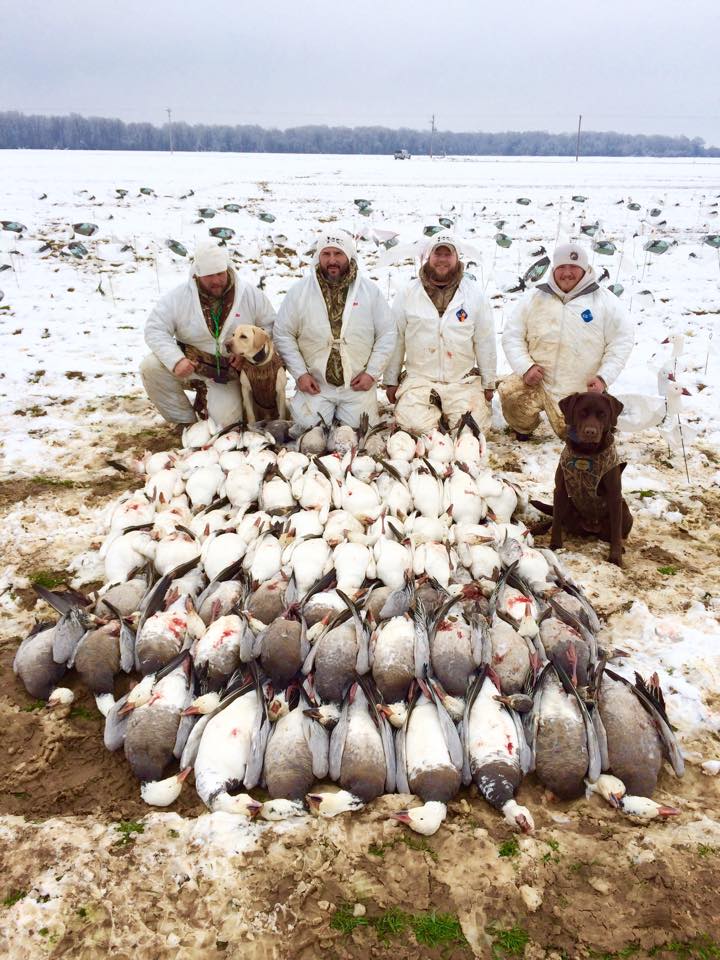 arkansas spring snow goose hunting guide