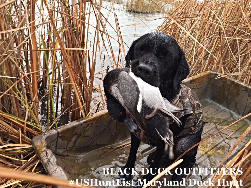 Black Duck Outfitters Maryland Duck Hunting