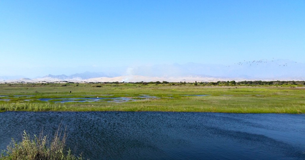 Peru waterfowl habitat